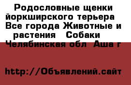 Родословные щенки йоркширского терьера - Все города Животные и растения » Собаки   . Челябинская обл.,Аша г.